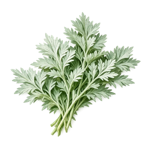 Wormwood Herb